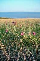 View of meadow with sea behind, featuring Carduus nutans - Musk Thistle in foreground