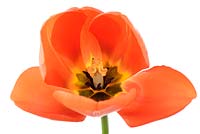 Tulipa  'Orange Balloon' - Tulip  Darwin Hybrid Group 