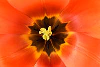 Tulipa  'Orange Balloon'  - Tulip  Darwin Hybrid Group  