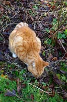 A domestic cat discovering catmint - Nepeta. 