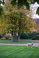 Beech tree by entrance to the house with shrubs including Hebes on either side of the steps featuring Mister the Labradoodle. 