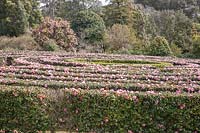 Camellia Maze Tregothnan, Cornwall, UK.
