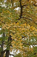 Ginkgo biloba - Maidenhair Tree 