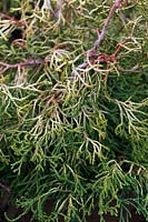 Chamaecyparis obtusa 'Tsatsumi Gold' - Hinoki cypress 'Tsatsumi Gold'