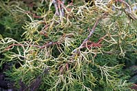 Chamaecyparis obtusa 'Tsatsumi Gold' - Hinoki cypress 'Tsatsumi Gold'

