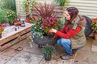 Woman planting Leucothoe - Switch Ivy - in tyre planter.