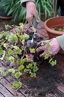 Gardener removing ivy leaf geraniums from a pot to separate and replant preparing to store for winter
