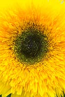Helianthus annuus 'Starburst panache' - Sunflower 'Starburst panache'