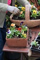 Viola x wittrockiana - Gardener planting Multiflora Pansy - Panola pansies into a terracotta planter