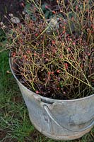 Rosa veilchenblau - Pruned rambling rose stems in a metal bucket
