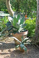 Agave planted in terracotta pot.