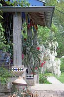 Exotic verandah with with Wisteria blooming.