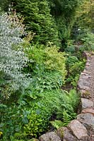 Bert's Bank including Eleagnus 'Quicksilver' with Cornus - dogwood - behind, 
Weigela, Hostas and Heleniums by the stream looking north to the Kitchen Garden
