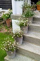 House steps with containers of Erigeron karvinskianus - Mexican fleabane. 