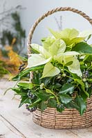 Cream poinsettia displayed in basket, with berried ivy and Mistletoe.