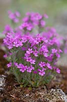 Erinus alpinus - Alpine Balsam