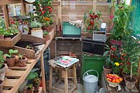 Greenhouse with potting bench, vegetables and accessories. 