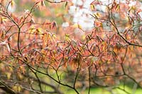 Acer palmatum 'Inazuma' - Japanese Maple  'Inazuma' - buds bursting into leaf in spring