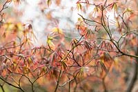 Acer palmatum 'Inazuma' - Japanese Maple 'Inazuma' - buds bursting into leaf in spring
