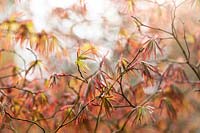 Acer palmatum 'Inazuma' - Japanese Maple 'Inazuma' - buds bursting into leaf in spring