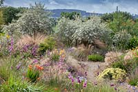 View over mixed plantings of ornamental grasses and flowers to a group
 of Eleagnus 'Quicksilver' shrubs