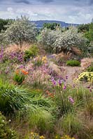 View over mixed planting of ornamental grasses and flower towards a group of Eleagnus 'Quicksilver' shrubs