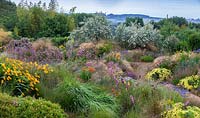 View over mixed plantings of ornamental grasses and flowers towards Eleagnus 'Quicksilver' shrubs 