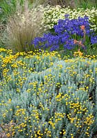 Santolina chamaecyparissus 'Nana' in flower in a bed with Agapanthus 'Navy Blue', Stipa tenuissima and Coreopsis 'Moonbeam'