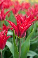Tulipa 'Tres Chic Red' - Lily-Flowered tulip