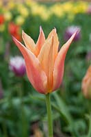 Tulipa 'Astor' - Lily-flowered tulip