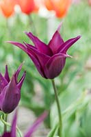 Tulipa 'Burgundy' - Lily-flowered tulip