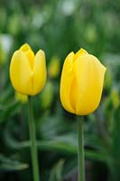 Tulipa 'Golden Hind' - Darwin Hybrid tulip