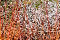Cornus sanguinea 'Magic Flame' - Dogwood 'Magic Flame' and Rubus biflorus - Two-Flowered Raspberry