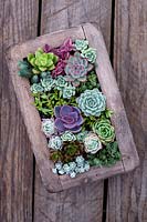 Vertical succulent wall planter with mixed Echeveria and Sedum.  Surreal Succulents, Tremenheere Nursery, Cornwall, UK. 