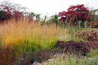 Borders of perennial grasses and seedheads designed by Piet Oudolf - Trentham Gardens, Staffordshire, UK.