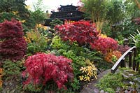 Acers and Tea House in Four Seasons Oriental garden