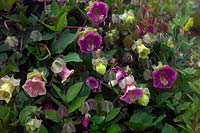 Cobaea scandens AGM Cup and Saucer Plant