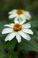 Zinnia marylandica 'Zahara White'