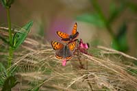 Lycaena phlaeas - the small copper butterfly - resting on Stipa tenuissima and Diascea personata. 