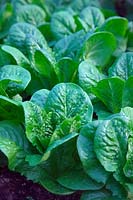 Lactuca sativa 'Winter Density' AGM lettuce