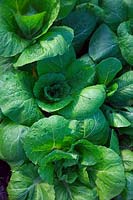 Brassica rapa - Pekinensis Group - Chinese Cabbage 'Apex'