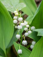 Convallaria majalis - Lily of the Valley