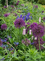 Allium 'Purple Sensation' combined with Iris, Centaurea montana and Persicaria bistorta 'Superba'. 
