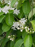 Stephanotis floribunda syn Stephanotis jasminoides - Madagascar jasmine