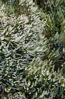 Erica carnea f. alba 'Springwood White' - Heather 'Springwood White'
