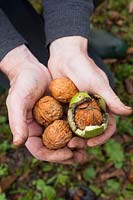Person holding harvested walnuts.