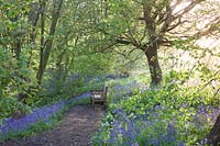 Wooden seat overlooking Bluebells and wild garlic in woodland garden. Hole Park, Kent, UK.