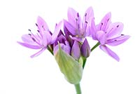 Allium 'Eros' - Ornamental Onion 'Eros' 