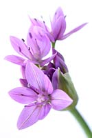 Allium 'Eros' - Ornamental Onion 'Eros'