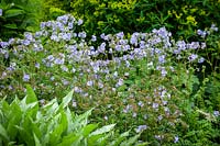 Polemonium 'Sonia's Bluebell' - Jacob's ladder - in front of Euphorbia cornigera - Horned spurge - with pulmonaria foliage in the foreground